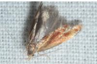 Metalampra italica