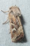 Luperina dumerilii