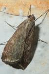 Loxostege sticticalis