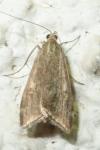 Loxostege sticticalis
