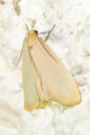 Katha depressa