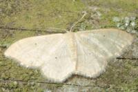 Idaea straminata