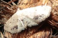Idaea dimidiata
