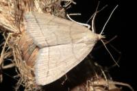 Herminia tarsipennalis