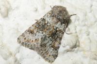 Hecatera dysodea