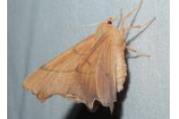 Ennomos erosaria