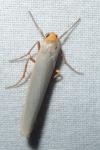 Eilema caniola