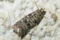 Dioryctria