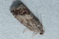 Cydia splendana