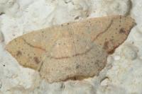 Cyclophora punctaria