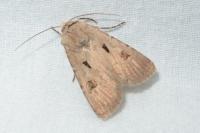 Agrotis exclamationis