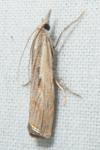 Agriphila geniculea