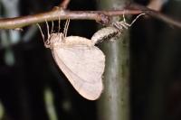 Operophtera brumata