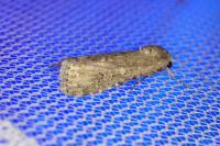 Spodoptera exigua