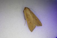 Mythimna unipuncta