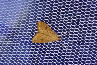 Udea ferrugalis