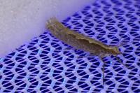 Plutella xylostella
