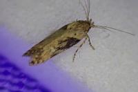 Scrobipalpa costella