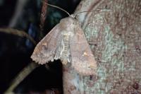 Eupsilia transversa