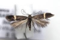 Aproaerema cinctella