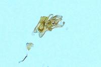 Aproaerema cinctella