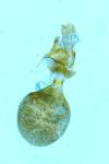 Eupithecia innotata
