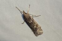 Eudonia angustea