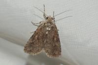 Spodoptera exigua