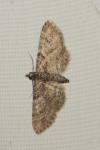Gymnoscelis rufifasciata
