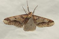 Erannis defoliaria