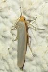 Eilema caniola