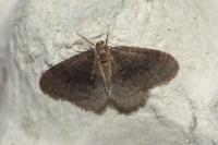 Operophtera brumata
