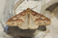 Erannis defoliaria