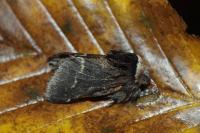 Poecilocampa populi