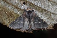Poecilocampa populi
