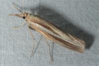 Agriphila latistria