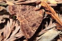Amphipyra pyramidea