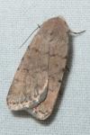 Caradrina clavipalpis