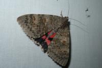 Catocala elocata
