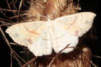 Cyclophora punctaria