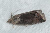 Cydia splendana