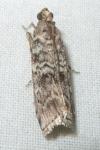 Dioryctria simplicella