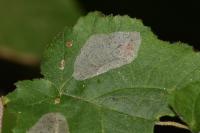 Phyllonorycter coryli