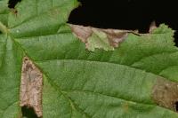 Parornix devoniella