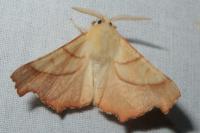 Ennomos fuscantaria