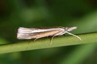 Agriphila selasella