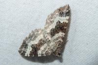 Epirrhoe alternata
