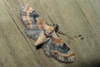 Eupithecia linariata
