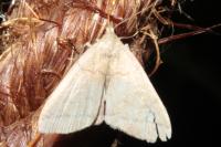 Herminia tarsipennalis