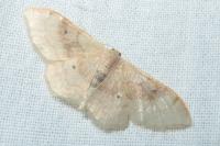 Idaea degeneraria